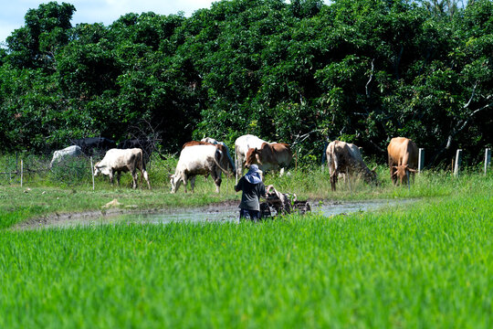 Integreating organic farming is most useful