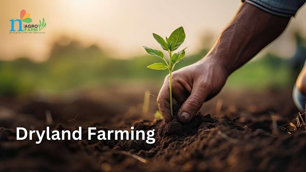 dry land farming process in agriculture